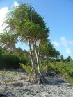 Nom du fichier=Bora_Bora_09-2005_8157.jpg
Taille du fichier=312Ko
Dimensions : 480x637
Ajouté le : 01 Février 2009 Bora_Bora_09-2005_8157.jpg