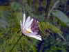 Megeve_07-2005_13.jpg