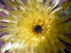 Hyeres_04-2005-23.jpg