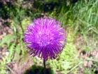Megeve_07-05_43.jpg