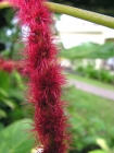 Malaisie_10-04[145.jpg