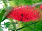 Malaisie_10-04[79.jpg